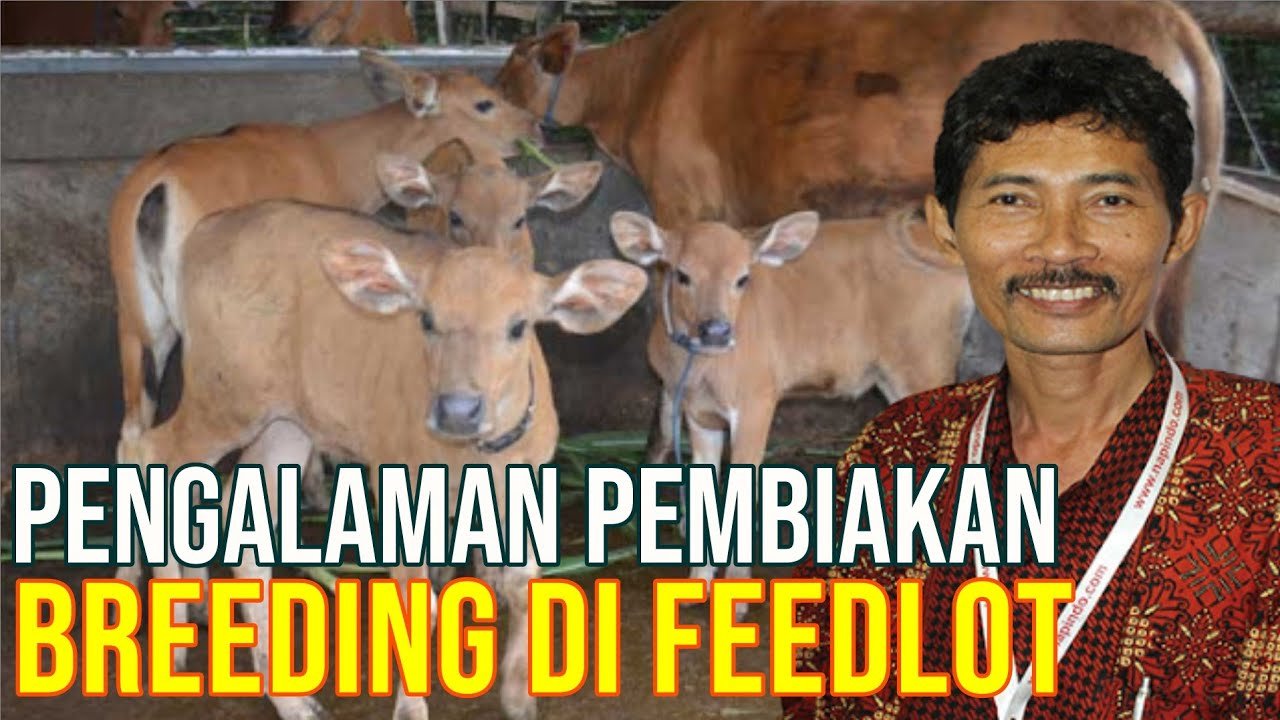 Pentingnya Kesehatan Dan Kesejahteraan Hewan Pada Bisnis Breeding Sapi.jpg